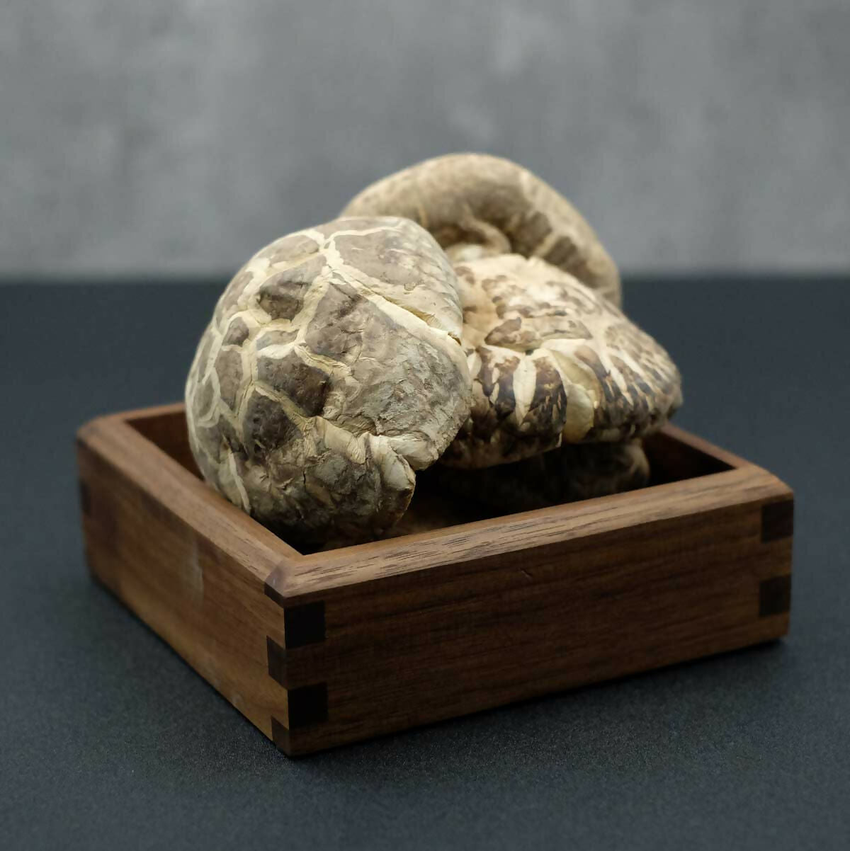 Natural-Dried-Mushrooms-XL-Size-2_1728x